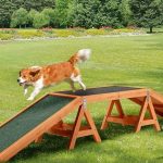 Durable Dog Training Equipment Their Features and Benefits