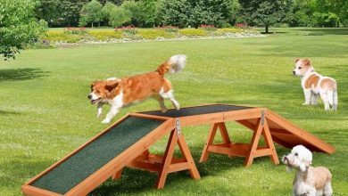 Durable Dog Training Equipment Their Features and Benefits