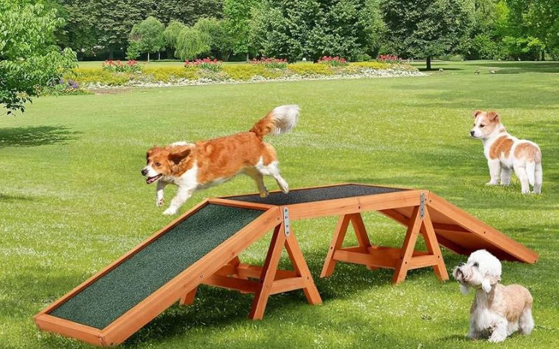 Durable Dog Training Equipment Their Features and Benefits