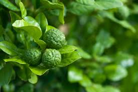 What Are The Benefits Of Kaffir Limes For Well-Being?
